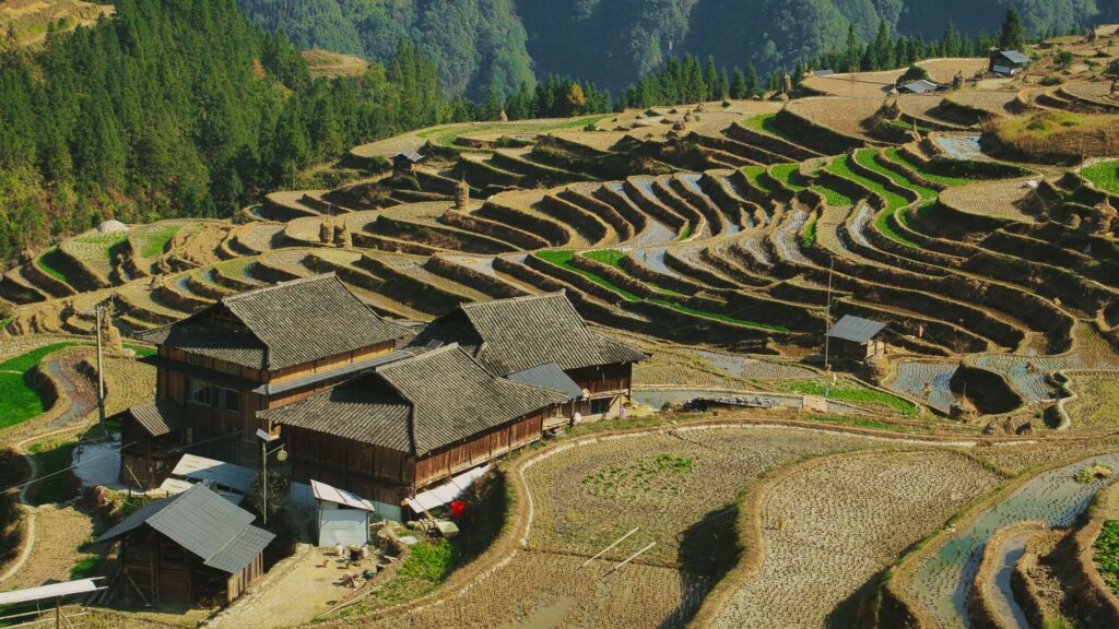 drone shot of rice fields in village